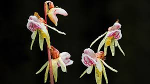 Attēlu rezultāti vaicājumam “Epipogium aphyllum”