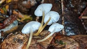 Attēlu rezultāti vaicājumam “Strobilurus esculentus”