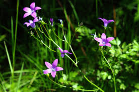 Image result for Campanula patula