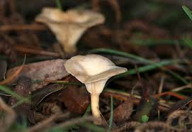 Attēlu rezultāti vaicājumam “Lasiosphaeria ovina spores”