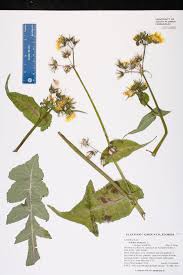 Attēlu rezultāti vaicājumam “Sonchus oleraceus leaf”