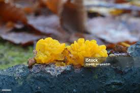 Attēlu rezultāti vaicājumam “Tremella mesenterica”