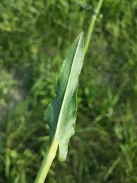 Attēlu rezultāti vaicājumam “Rumex thyrsiflorus”