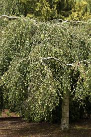 Attēlu rezultāti vaicājumam “Betula pendula Youngii”