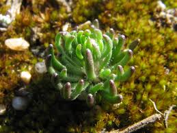 Attēlu rezultāti vaicājumam “Spergula morisonii”