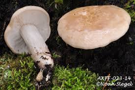 Attēlu rezultāti vaicājumam “Hypsizygus ulmarius”