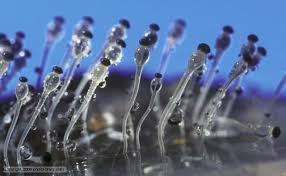 Attēlu rezultāti vaicājumam “Pilobolus crystallinus”