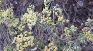 Attēlu rezultāti vaicājumam “Hylotelephium maximum”