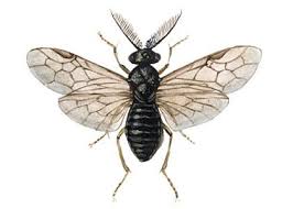 Attēlu rezultāti vaicājumam “Diprion pini”