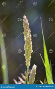 Attēlu rezultāti vaicājumam “Holcus lanatus  fruit”