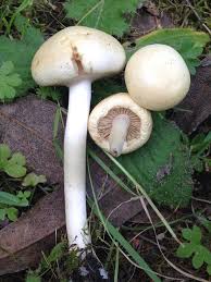 Image result for 붶