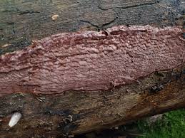 Attēlu rezultāti vaicājumam “Phellinus ferrugineofuscus”