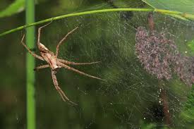 Attēlu rezultāti vaicājumam “Agelena labyrinthica”
