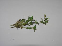 Attēlu rezultāti vaicājumam “Cerastium semidecandrum bud”