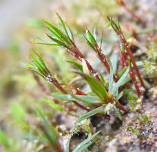 Attēlu rezultāti vaicājumam “Serpoleskea subtilis sporophyte”