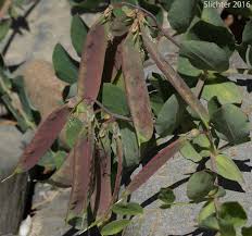 Attēlu rezultāti vaicājumam “Lathyrus japonicus subsp. maritimus fruit”