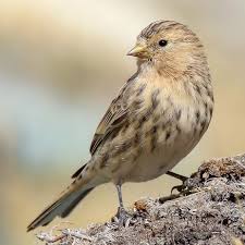 Image result for twite photo