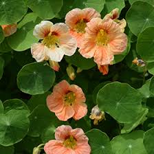 Image result for Tropaeolum majus