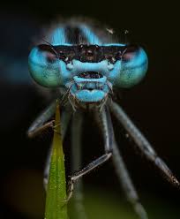 Attēlu rezultāti vaicājumam “Enallagma cyathigerum male”