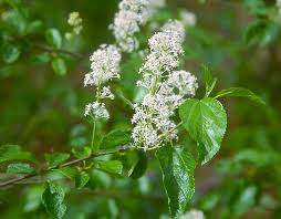 Attēlu rezultāti vaicājumam “Chaenotheca stemonea”