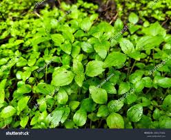Attēlu rezultāti vaicājumam “Linnaea borealis leaf”