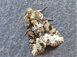 Attēlu rezultāti vaicājumam “Oligia sp.”