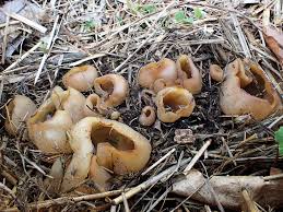 Attēlu rezultāti vaicājumam “Peziza vesiculosa”