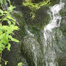 Attēlu rezultāti vaicājumam “Fontinalis antipyretica subsp. gracilis”