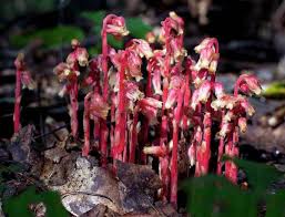 Attēlu rezultāti vaicājumam “Monotropa hypopitys”