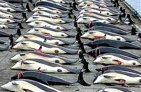 Image result for japan dolphin slaughter