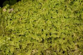 Attēlu rezultāti vaicājumam “Thuidium assimile”