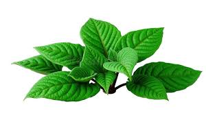 Attēlu rezultāti vaicājumam “Timmia megapolitana”