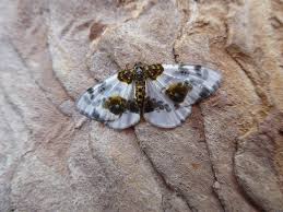 Attēlu rezultāti vaicājumam “Abraxas sylvata imago”