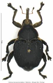 Attēlu rezultāti vaicājumam “Mononychus punctumalbum”