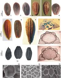Attēlu rezultāti vaicājumam “Oenanthe aquatica fruit”