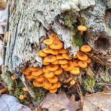 Attēlu rezultāti vaicājumam “Tubifera montana young”