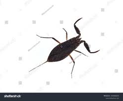 Attēlu rezultāti vaicājumam “Nepa cinerea imago”