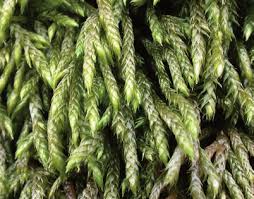 Attēlu rezultāti vaicājumam “Isothecium myosuroides”