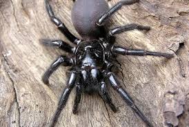 Attēlu rezultāti vaicājumam “Acalitus longisetosus”