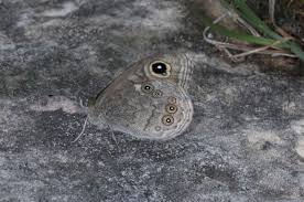 Attēlu rezultāti vaicājumam “Lasiommata maera”