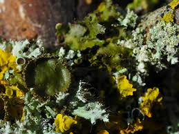 Attēlu rezultāti vaicājumam “Melanohalea exasperata”