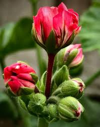 Attēlu rezultāti vaicājumam “Geranium bohemicum bud”