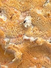 Attēlu rezultāti vaicājumam “Asterodon ferruginosus”