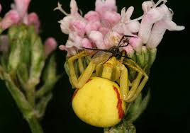 Attēlu rezultāti vaicājumam “Thomisidae”