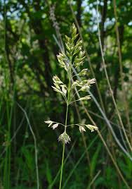 Attēlu rezultāti vaicājumam “Poa pratensis fruit”