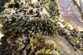 Attēlu rezultāti vaicājumam “Orthotrichum, Nyholmiella”