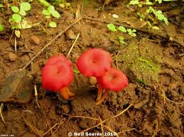 Attēlu rezultāti vaicājumam “Hygrocybe pseudoconica”