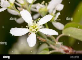Attēlu rezultāti vaicājumam “Amelanchier spicata flower”