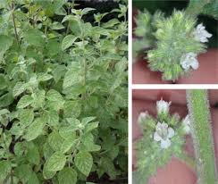 Attēlu rezultāti vaicājumam “Mentha x verticillata leaf”