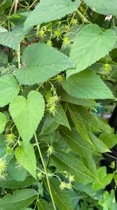 Attēlu rezultāti vaicājumam “Humulus lupulus leaf”